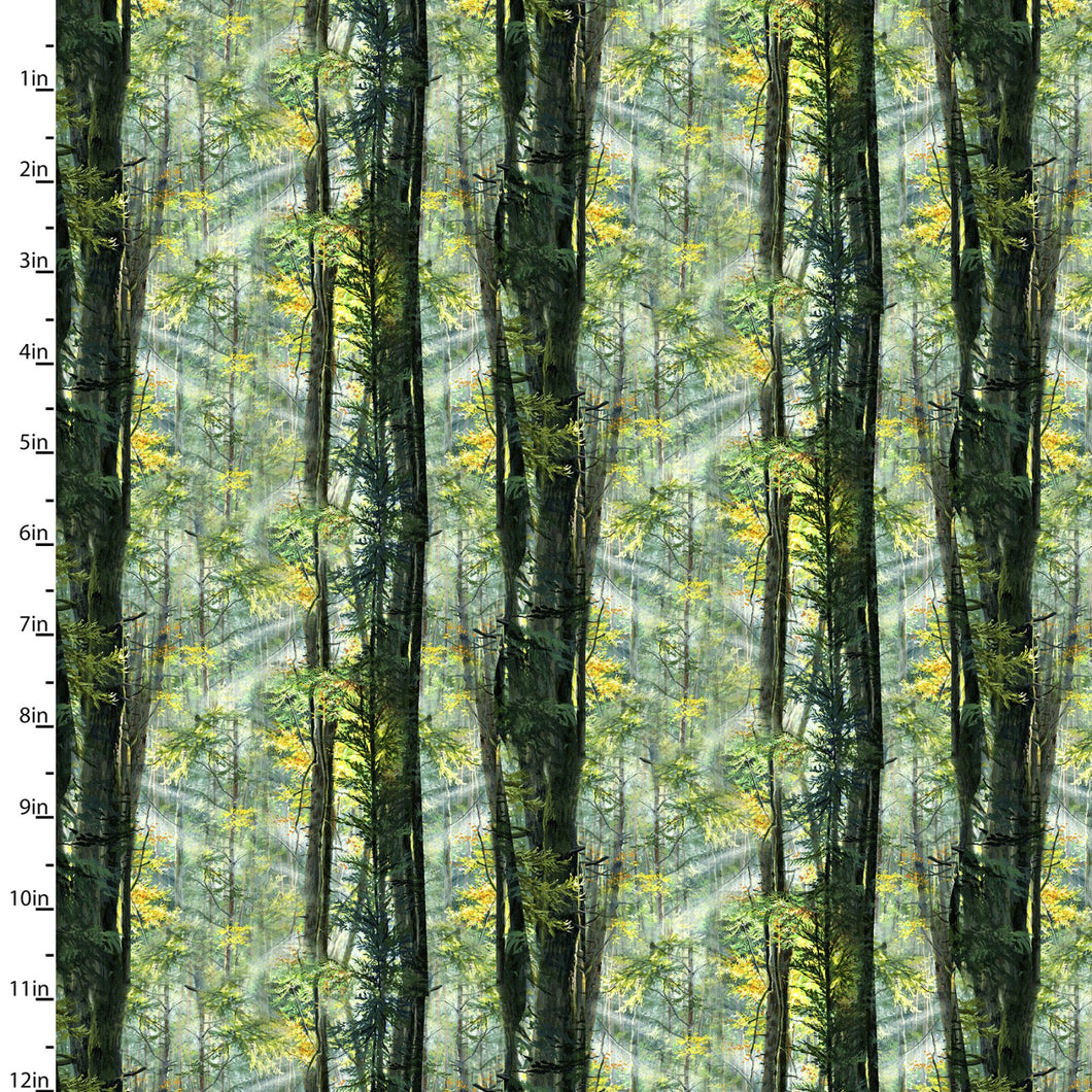 Nature Walk Sunlight in the Forest Cotton Fabric